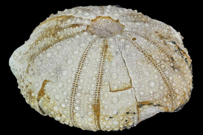 Fossil Sea Urchin (Psephechinus) - Morocco #104519